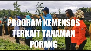 PROGRAM KEMENSOS TERKAIT TANAMAN PORANG [upl. by Trauts123]