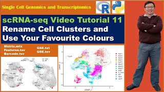 Seurat Video TutorialsVideo 11 Rename Cell Clusters and Use Your Favourite Colours [upl. by Orji590]