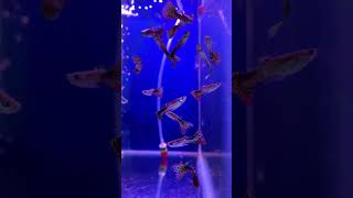 Best fishes for planted tank 🤔 shorts guppies satyam neontetra cardinaltetra emperortetra [upl. by Hollerman]