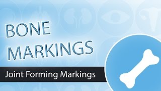 Bone Markings Joint Forming Markings [upl. by Eiramadnil]