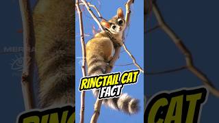 RINGTAIL CAT 🐾 Cozy Tails ringtailcat raccoon cacomistle shorts animals animalfacts facts [upl. by Aynwat977]