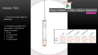 Lab 9  The Urease Test [upl. by Ecnaralc]