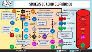 SÍNTESIS DE ÁCIDO CLORHÍDRICO  FISIOLOGÍA [upl. by Engenia]