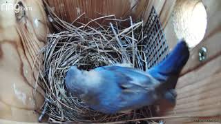 Amazing to see what the Bluebird did to the Cowbird egg [upl. by Etteniotna]