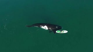 Le balene della Patagonia Incontro ravvicinato con una turista [upl. by Atiral790]