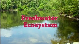 Freshwater Ecosystem  Iken Edu [upl. by Akihsar]