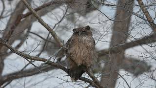 Blakistons Fish Owl [upl. by Nnylesor]