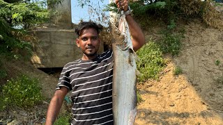 வாளை மீன் பிடிக்கும் பதிவு  Wallago attu fishing [upl. by Deuno]