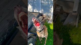 Cadaver dog making finds malinois searchdog workingdog [upl. by Morrissey]