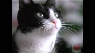 Friskies  Television Commercial  1996 [upl. by Osmo]