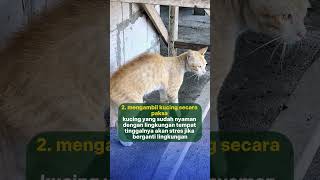 BEGINI ADOPSI KUCING yang benar [upl. by Bullock]