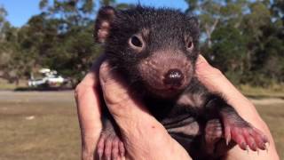 Cutest Tasmanian devil video EVER [upl. by Yahiya670]