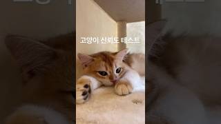 고양이 신뢰도 테스트 [upl. by Carrie]