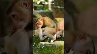 New video today  Wildlife monkey  Amazing video  Hard working videographer 022 [upl. by Ahseral]