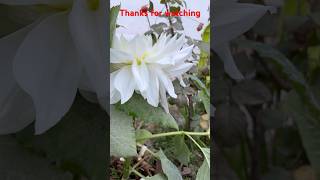 Ascotflowers videography videography yt garden [upl. by Aileduab]