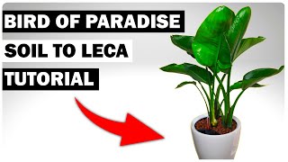 Bird of Paradise Soil to Leca Switch ULTIMATE Guide [upl. by Ad934]