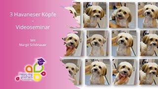 3 Havaneser Köpfe  Videoseminar [upl. by Edieh]