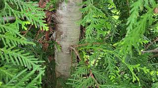 Fast growing low maintenance evergreen Thuja Green Giant Arborvitae [upl. by Gearard730]