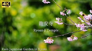 【 Ryoanji Temple 】🇯🇵☔️Rain Japanese Garden in Kyoto The sound of rain [upl. by Llyrat755]