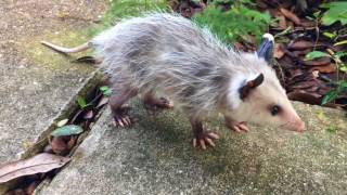 Adorable baby possum pays a visit in New Orleans [upl. by Ahsita]