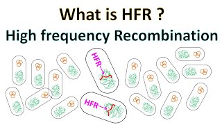 HFR  High Frequency Recombination [upl. by Oinoitna]