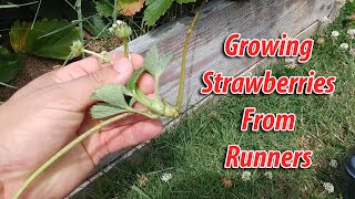 How To Grow Strawberries From Runners  Tips and Tricks 2019 [upl. by Oirram867]