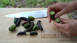 How to Tell When Finger Lime is Ripe  taste test [upl. by Puff]