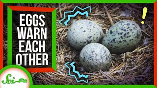 Bird Eggs Warn Each Other About Danger [upl. by Conte]