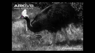 Ender Cassowary Sound Effects [upl. by Filippa370]