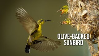 Olivebacked sunbird nesting [upl. by Airotkiv]