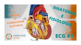 CUORE ED ECG  LE BASI  ANATOMIA E FISIOLOGIA CARDIACA  IL SISTEMA DI CONDUZIONE ELETTRICO [upl. by Dag]