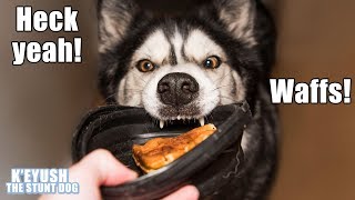 My Dog Throws His Bowl At Me Demanding Waffles Talking Husky [upl. by Dang]