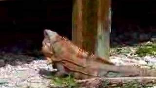 Spiney Tailed Iguanas on Boca Grande [upl. by Nayd]