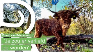 Hooglanders terug op Eiland van Brienenoord [upl. by Anawak841]