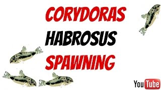 Corydoras Habrosus Spawning [upl. by Fletch]