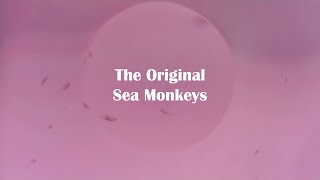 Incredible Time Lapse of The Classic Sea Monkeys Kit [upl. by Harraf]