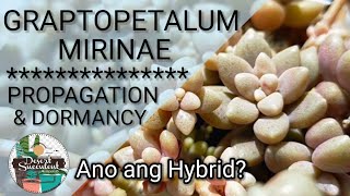 32 Graptopetalum Mirinae Succulent Care Guide • Mendozae amp Mirinae comparison  Ano pinagkaiba [upl. by Anida545]