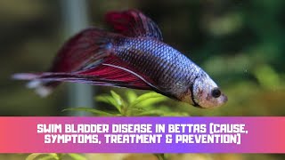 Swim Bladder Disease In Bettas Cause Symptoms Treatment amp Prevention [upl. by Bezanson889]