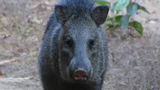 Collared Peccary coming to check us out Dicotyles tajacu [upl. by Afas465]