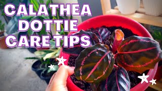 Calathea Dottie Plant Care Tips [upl. by Mckenzie]