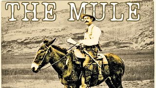 What Is A Mule Their Surprising History and Origins [upl. by Gerhard234]