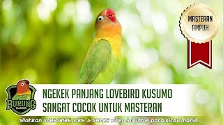 Ngekek Panjang Lovebird Kusumo Sangat Cocok Untuk Masteran [upl. by Mariette368]