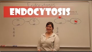 Endocytosis Pinocytosis amp Phagocytosis [upl. by Faubion205]