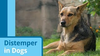 Distemper in Dogs [upl. by Aleahcim]