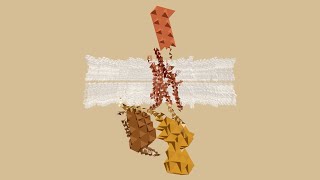 GPCR NEXUS [upl. by Huckaby144]