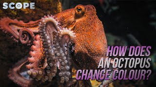 How Does an Octopus Change Colour  SCOPE TV [upl. by Eniamert61]