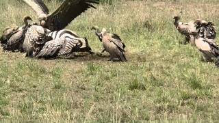 vultures eating a pregnant zebra  Maasai Mara [upl. by Irrej127]