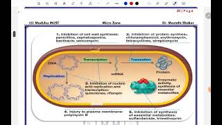 Antimicrobial Chemotherapy [upl. by Winny]