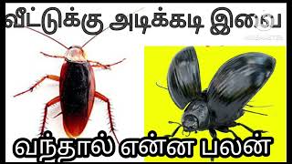 வீட்டில் கருவண்டு கரப்பான் பூச்சி அடிக்கடி வந்தால் என்ன பலன் [upl. by Lakin]