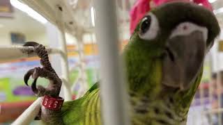 Adorable Animal Pets Parrots Rodents Reptiles amp Fish at Petco [upl. by Tisman]